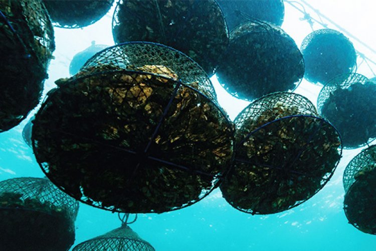 Semtech Announces Integration of LoRaWAN® in ICT International’s Oyster Farming Solution